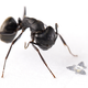 Un microflier junto a una hormiga para demostrar la escala
